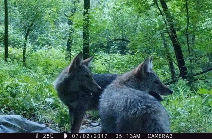 Coyotes are captured walking through the woods with a game camera on the 350 acres of land belonging to St. Michael’s College.  Photo courtesy of Declan McCabe