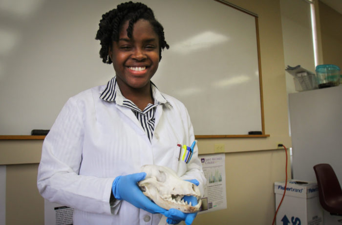 Student examines coyote skulls