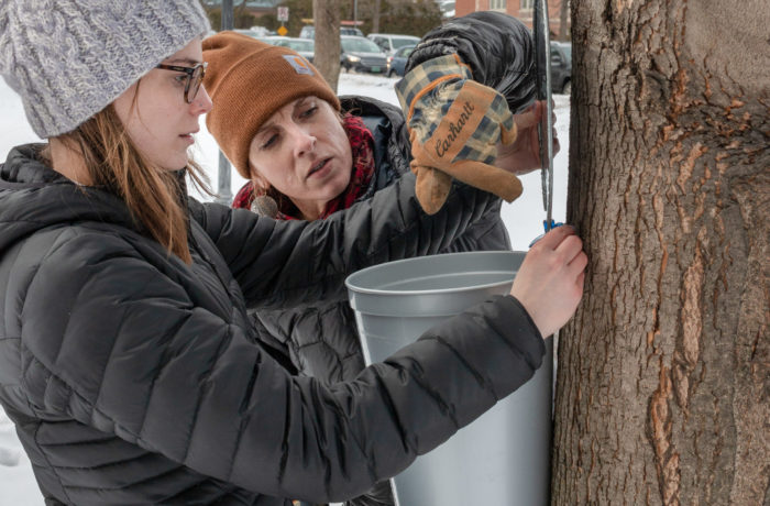 Kristyn Achilich, Coordinator of the St. Michael’s farm, instructs Caroline Bennett ‘19 as she places a sap bucket on a newly tapped maple tree on Friday, Feb. 22. 
(Matt Heller)